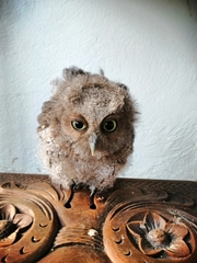 Megascops guatemalae