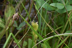 Liparis loeselii