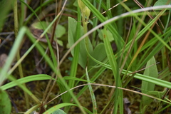 Liparis loeselii