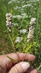 Persicaria