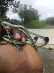 Thamnophis proximus rubrilineatus