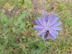 Syrphini
