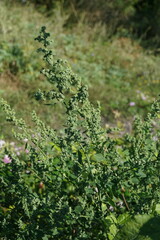 Chenopodium opulifolium