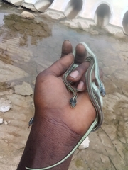 Thamnophis proximus rubrilineatus