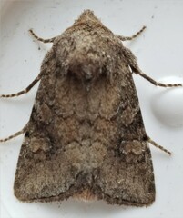 Lacinipolia meditata