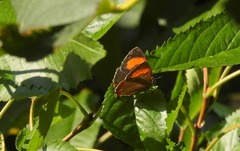 Thecla betulae