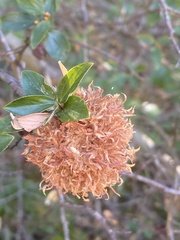 Asphondylia ceanothi