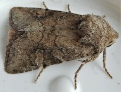 Lacinipolia meditata