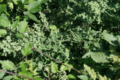 Chenopodium opulifolium
