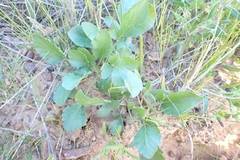 Pelargonium wuppertalense