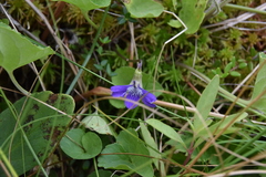 Viola nephrophylla cognata