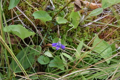 Viola nephrophylla cognata