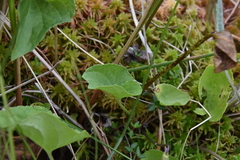 Viola nephrophylla cognata