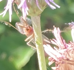 Chironomus