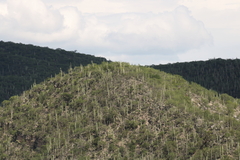 Pseudomitrocereus fulviceps