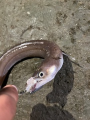 Conger oceanicus