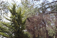 Cupressus