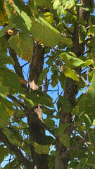 Ulmus thomasii