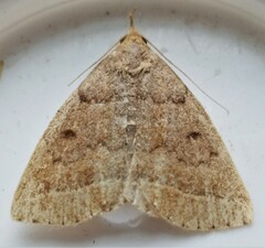 Zanclognatha jacchusalis