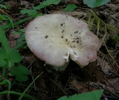 Russula cyanoxantha