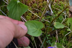 Viola nephrophylla cognata