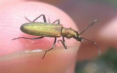 Chrysanthia viridissima