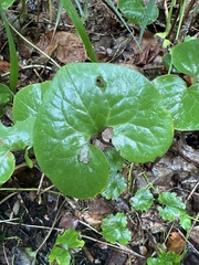 Asarum