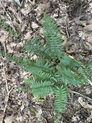 Polystichum acrostichoides