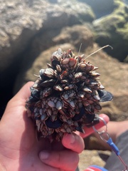 Pollicipes polymerus