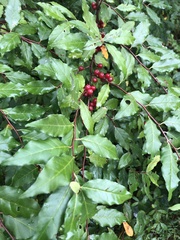 Elaeagnus