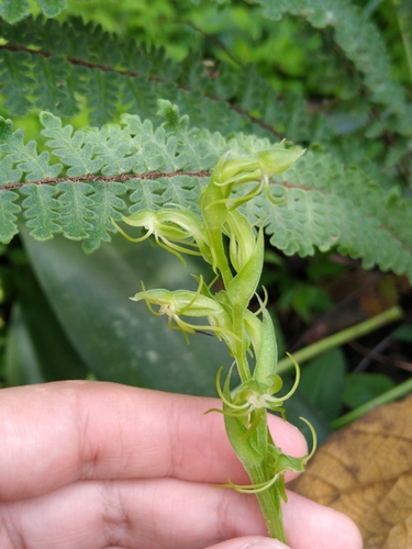 Habenaria zamudioana