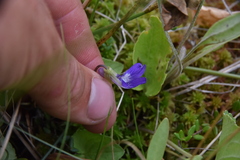 Viola nephrophylla cognata