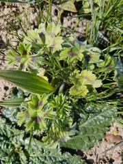 Pelargonium alchemilloides