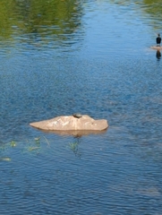 Trachemys scripta elegans