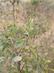 Rhamnus oleoides