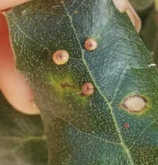 Dryocosmus minusculus