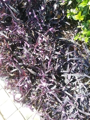 Tradescantia pallida