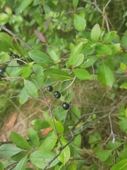 Aronia melanocarpa