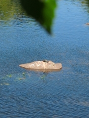 Trachemys scripta elegans