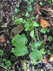 Smilax rotundifolia