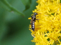 Perdita octomaculata