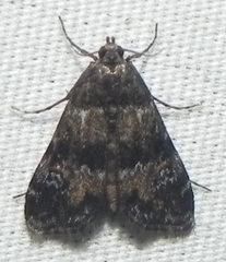 Elophila obliteralis