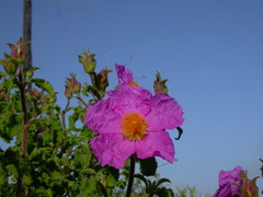 Cistus creticus