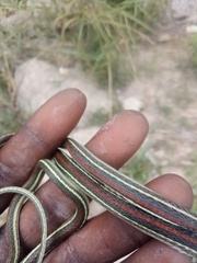 Thamnophis proximus rubrilineatus