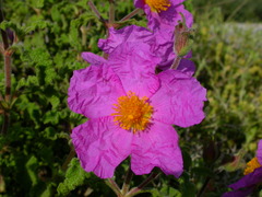 Cistus creticus