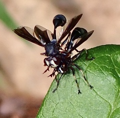 Physocephala tibialis