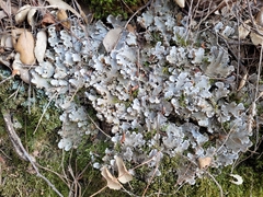 Peltigera canina