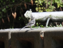 Motacilla alba yarrellii