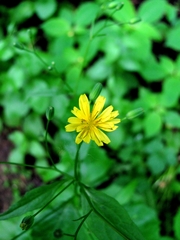 Lapsana communis