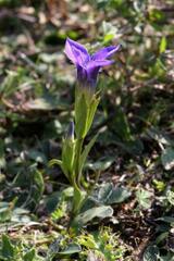 Gentianopsis ciliata